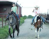 working-cow-quarter-horse