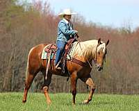 ridden-western-quarter-horse