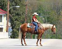 trail-quarter-horse