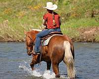 trail-riding-quarter-horse