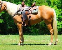 all-around-quarter-horse