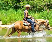 athletic-quarter-horse