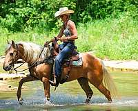 beginner-quarter-horse