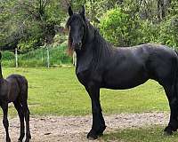 dressage-warmblood-horse