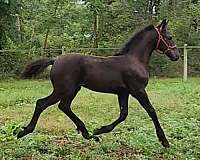 12-hand-warmblood-horse