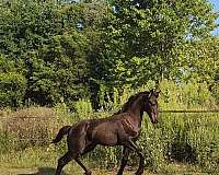 athletic-colt-friesian-horse