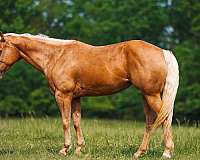 athletic-quarter-horse
