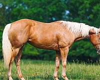 calf-roping-quarter-horse