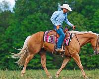flashy-quarter-horse