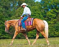husband-safe-quarter-horse