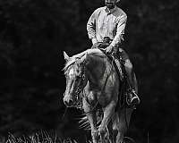 performance-quarter-horse