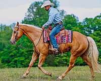 ranch-quarter-horse