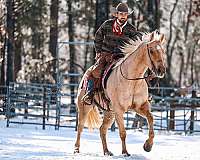 ranch-work-quarter-horse