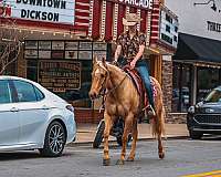 roping-quarter-horse
