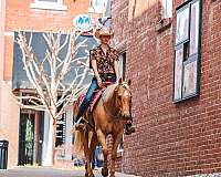 show-quarter-horse