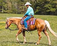 trail-riding-quarter-horse