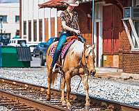 trail-quarter-horse
