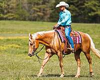 western-riding-quarter-horse