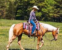 working-cattle-quarter-horse