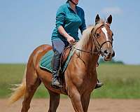 athletic-belgian-horse