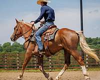 cross-belgian-horse