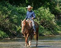 draft-belgian-horse