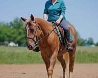 flashy-belgian-horse