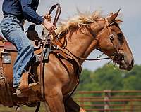 jumping-belgian-horse