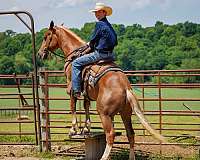 hunter-jumper-belgian-horse