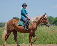 ranch-belgian-horse