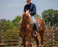 ranch-work-belgian-horse
