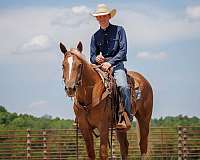 ridden-english-belgian-horse