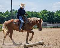 ridden-western-belgian-horse