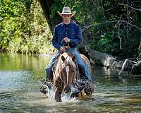 trail-belgian-horse