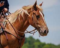 trail-riding-belgian-horse
