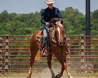 working-cattle-belgian-horse