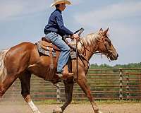 youth-belgian-horse