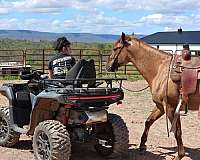 barrel-quarter-horse