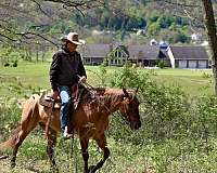 athletic-quarter-horse