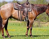 barrel-racing-quarter-horse