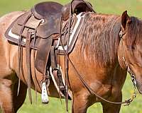 performance-quarter-horse