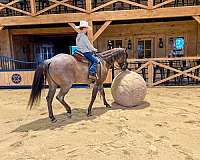 ranch-versatility-quarter-horse
