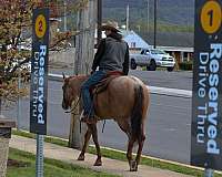 flashy-quarter-horse
