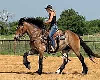 cross-draft-horse