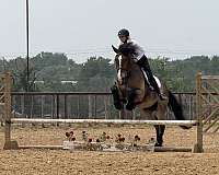 athletic-draft-horse