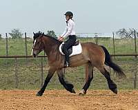 driving-draft-horse