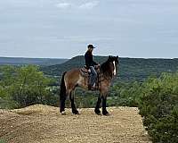 draft-horse