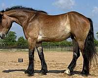ranch-draft-horse