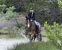 jumping-draft-horse