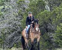 flashy-draft-horse
